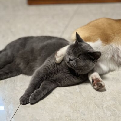 Vol.02 父慈子孝 or 猫飞狗跳——养宠物，你真的想好了吗？