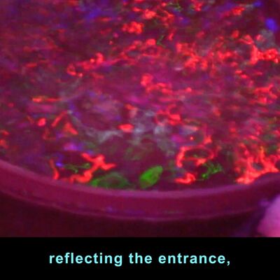 Writing in the Expanded Field IV: Touching Feeling Writing (Audio-only)