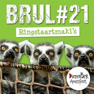 Ringstaartmaki's: de zonaanbidders van Madagaskar | BRUL #21