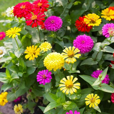 Growing Zinnias, milkweed problems, animal disruptions and more!