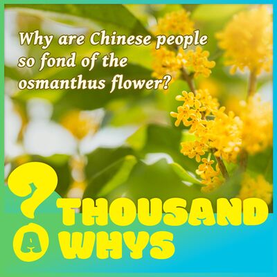 Why are Chinese people so fond of the osmanthus flower?