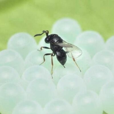 Snapshot - April 2018