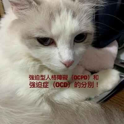 小鳥信箱 —— 強迫型人格障礙（OCPD）和強迫症（OCD）的分別！