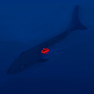 The Sea Troll: An Everlasting Shark?