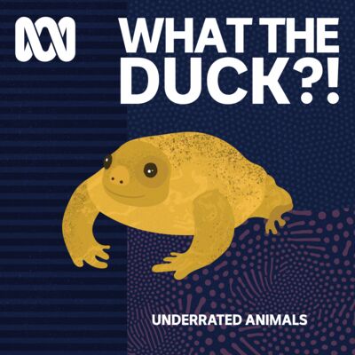 Underrated animals: Turtle frog