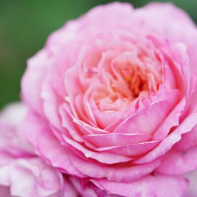 各種玫瑰精油簡介