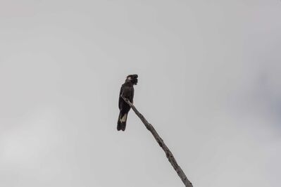 Carolling magpies in Western Australia