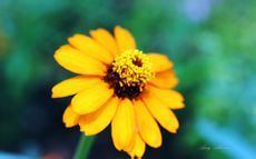 健康快车——细品菊花茶