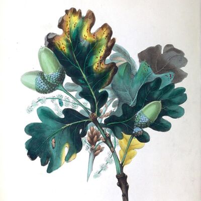 De Eik - de dagen lengen weer!