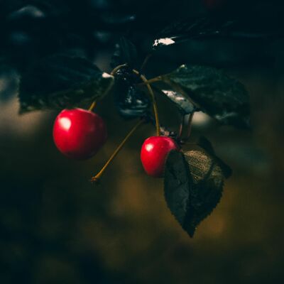 De 9 Voudige Vrucht van de Geest