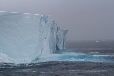 Antarctic blue whales and their amazing hums