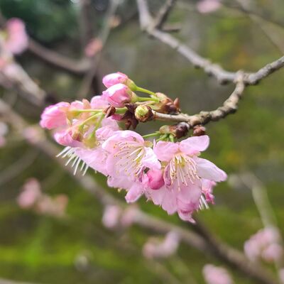 EP.30 烏克蘭音樂 Ukrainian music