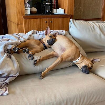 Ep89《浪浪別哭x行為獸醫林瑋真》 情同手足的兩狗突然反目成仇！？過程中家長忽略什麼？養多寵的人要聽！