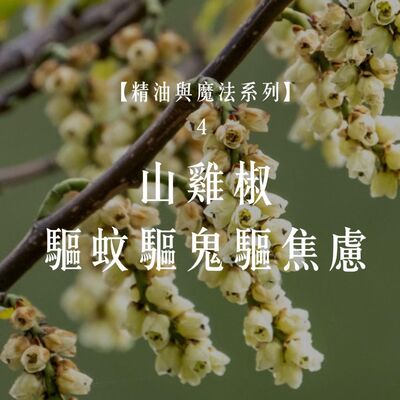 Ep.98【精油與魔法】台灣山雞椒的療癒力量