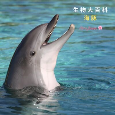生物大百科：聽說海豚🐬不需要睡覺？為什麼歌手的高音會叫海豚音？