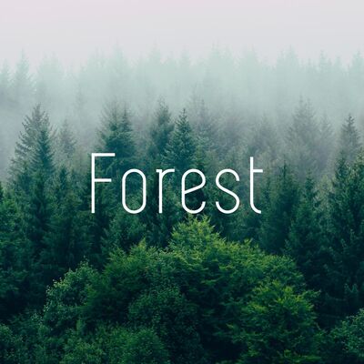 失忆森林 ∙ Lost in the Forest