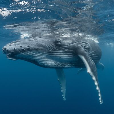 Are whales communicating with their clicks and songs?