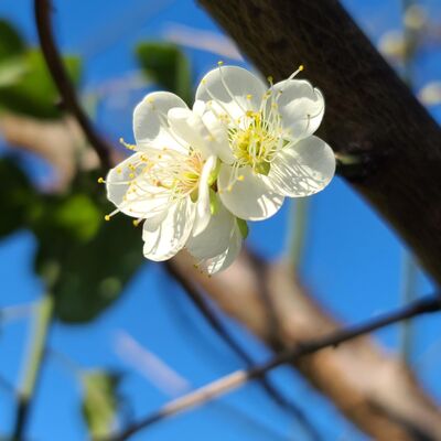 EP.14 法國超級斜槓歌手 Carla Bruni