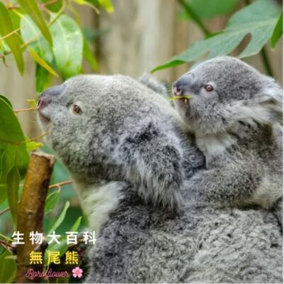 生物大百科：無尾熊🐨是熊嗎？他們真的沒有尾巴嗎？他們只吃尤加利葉嗎？