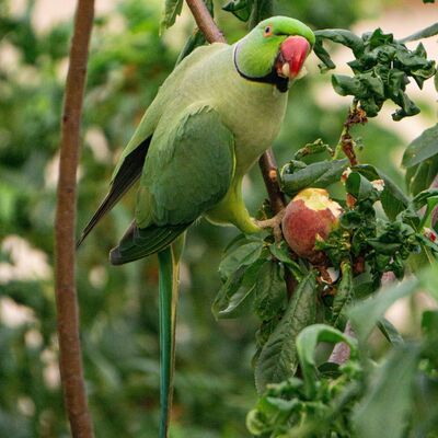  116 如何摆脱家族业力？上一辈有创伤，也有矿（feat. 凉意） 