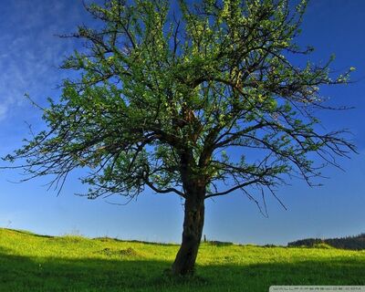 天机最神 智巧何为