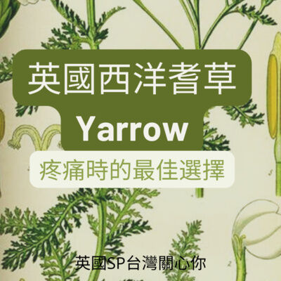 英國SP台灣 讓精油說故事 西洋耆草