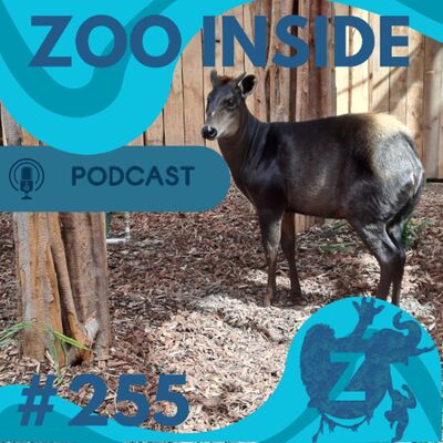 Zoo Inside #255 -Pre opening Ngyuwe Zooparc Overloon