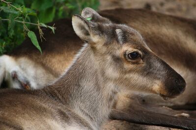 Rudolph's First Day of Life