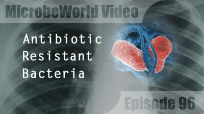MWV96 - Antibiotic Resistant Bacteria