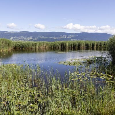 Biodiversità urbana