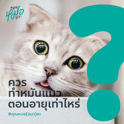#คุณหมอ(แมว)คะ : ควรทำหมันแมวตอนอายุเท่าไหร่