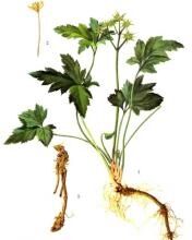 补气润肺的黄精