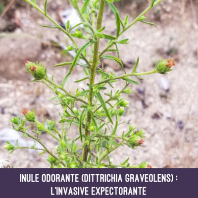 Inule odorante (Dittrichia graveolens) : l'invasive expectorante