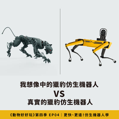 模仿蛇怪蜥蜴的「輕功水上漂」！獵豹加速的秘訣在脊椎？模仿動物運動的仿生機器人【焦傳金｜動物好好玩S4EP4】