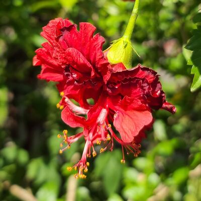 EP.05 天秤座 鋼琴之王李斯特