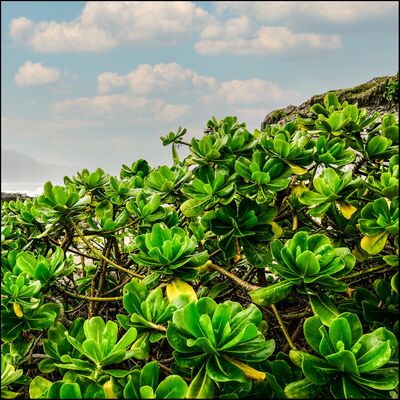 S3EP7 古典暗房-重鉻酸膠彩 Gum Bichromate Print