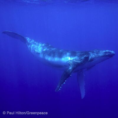 Have Whale Songs Changed Over Time?