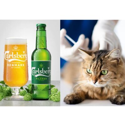 科學亂講：拉格啤酒的由來 vs 基因工程幫貓貓絕育