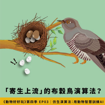 螞蟻、蜜蜂、布穀鳥演算法：用動物智慧訓練AI更智慧！【焦傳金｜動物好好玩S4EP3】