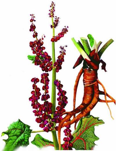 五黄先生和大黄