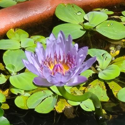 EP.04 失眠聽什麼好