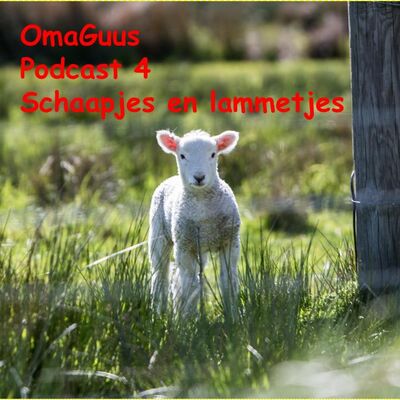 lammetjes en schaapjes