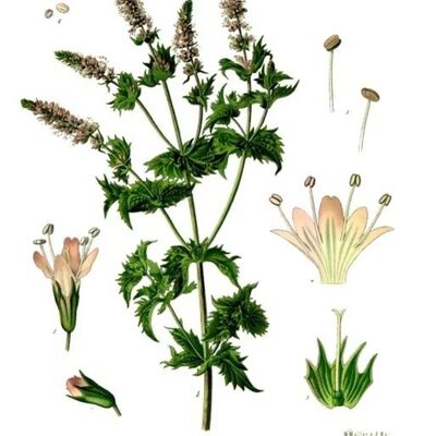 讓精油說故事 薄荷