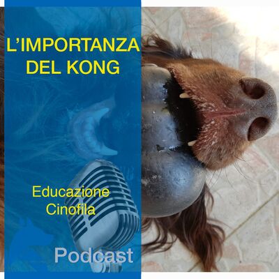 L'importanza del KONG