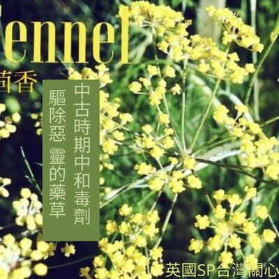 英國SP 台灣 讓精油說故事 茴香