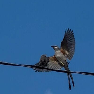 Tailer Trash Fly Fishing - PFG Radio 105.2