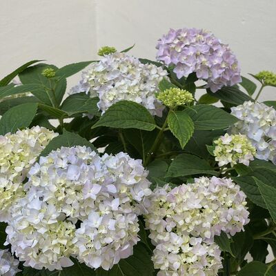  闲聊：看书，养植物，去 CP31💆 