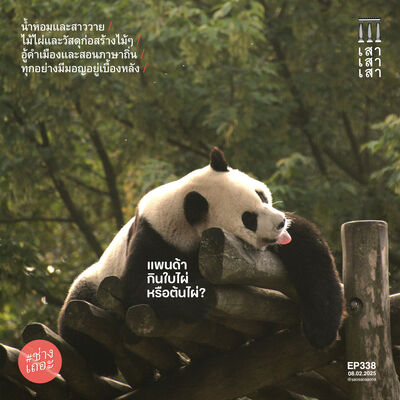 เสาเสาเสา 338 : แพนด้ากินใบไผ่หรือต้นไผ่? #ช่างเถอะ