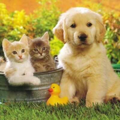 #064 Los Animales. ¿Te gustan los animales? ¿Cual es tu preferido?