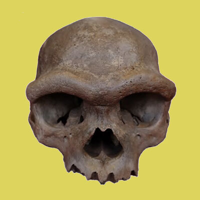 La Brújula de la Ciencia s14e24: El primer cráneo de un denisovano: los "primos de los neandertales" ya tienen cara